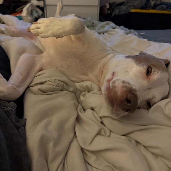 Bowie’s Treat Jar +Free Shipping!! - Picture 3 of 15